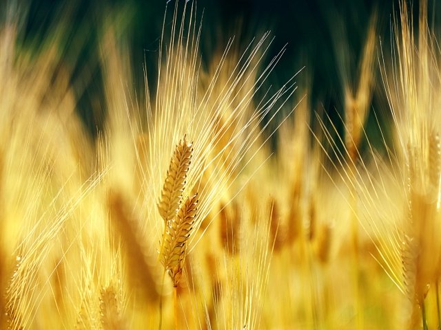 ビールのつくり方とは？工程ごとに詳しく解説！のサムネイル